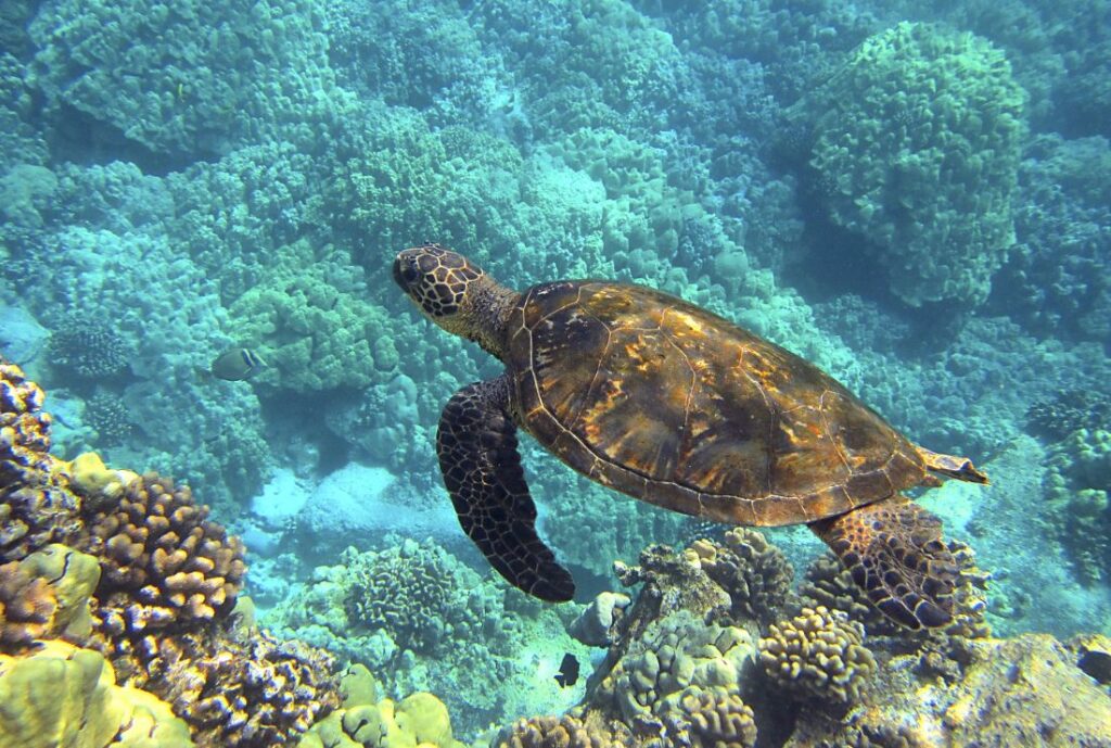 透き通る海の中にウミガメが泳いでいる画像。